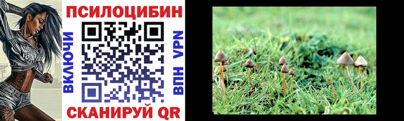 Псилоцибиновые грибы Psilocybe Купить Губкин